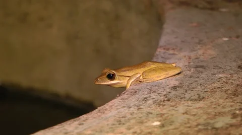 Four-lined tree frog, Malaysia Stock Footage 64856469
