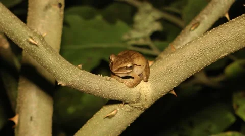 Four-lined tree frog, Malaysia 스톡 동영상 64856831