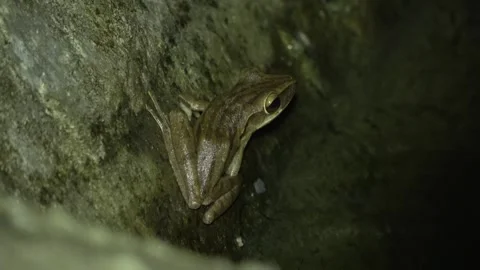 Four-lined Tree Frog, Malaysia Stock Footage 334948777