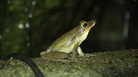 Four-lined Tree Frog, Malaysia Видео 334948913