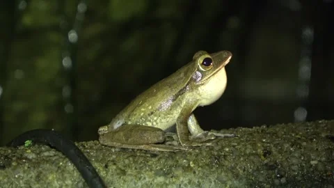 Four-lined Tree Frog, Malaysia 動画素材 334948982