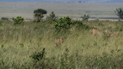 Four lionesses looking for prey during a windy day Stock Footage 100470592