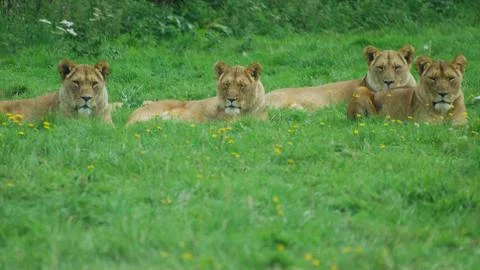 Four Lionesses Stock Photos