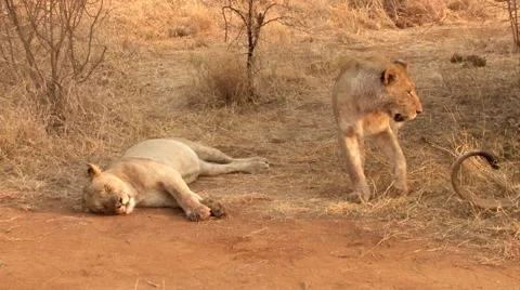 Four Lions at kill feeding Stock Footage 46457749