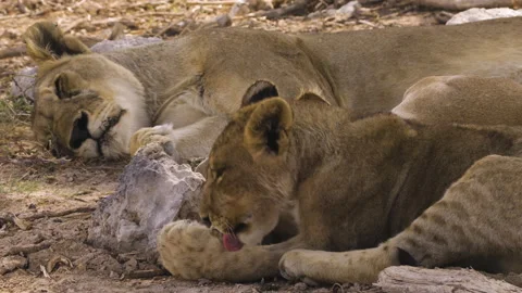 Four lions in the shade of an old tree. Of one of the predators, only the legs Stock Footage 332628376