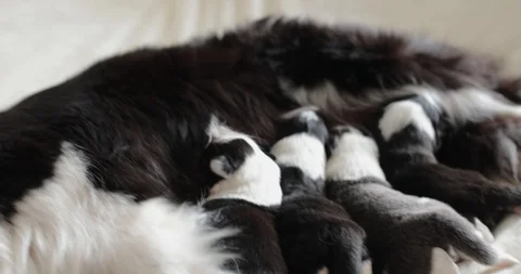 Four little cute blind black and white newborn puppies they drink their mother's Vídeos de archivo 129741234