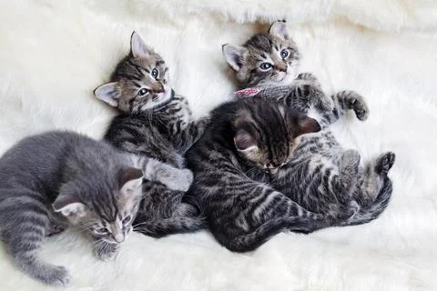 Four little kittens Stock Photos