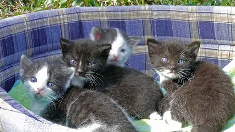 Four little kittens. Three weeks old kittens Video stock 107253047