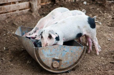 Four little pigs Stock Photos