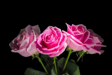 Four Long-stem Roses Stock Photos