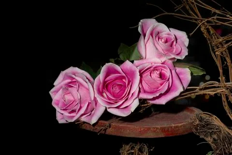 Four Long-stem Roses Stock Photos