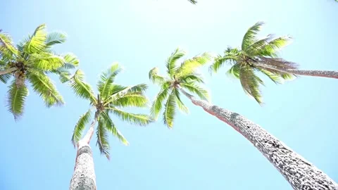 Four long tall palm trees from low point of view with fronds waving and tru.. Stock Footage 252233785