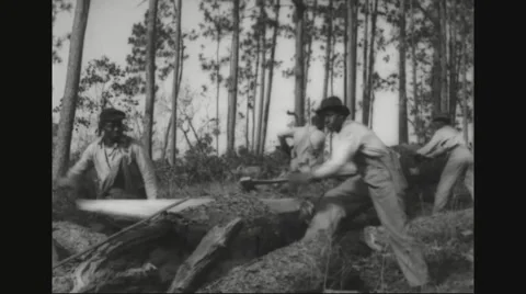 Four lumberjacks sawing felled trees Stock Footage 43310153