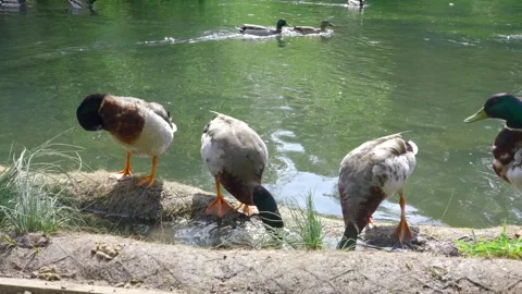 Four Mallard Ducks Stood On River Stream Bed Pecking At Floor Stock Footage 310410158