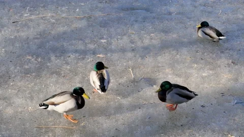 Four mallards sit on the ice. Video stock 150463682