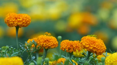 Four marigold flowers shaking with wind Stock Footage 67428231