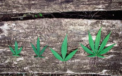 Four marijuana leaves array different shapes, cannabis on an old naturally ag Stockfoto's