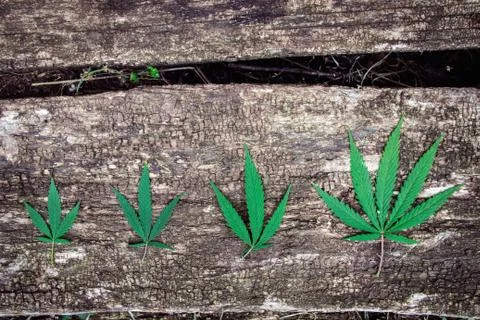 Four marijuana leaves array different shapes, cannabis on an old naturally ag Stockfoto's