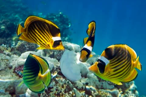 Four marine fish Stock Photos