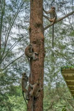 Four Monkeys in a tree Stock Photos