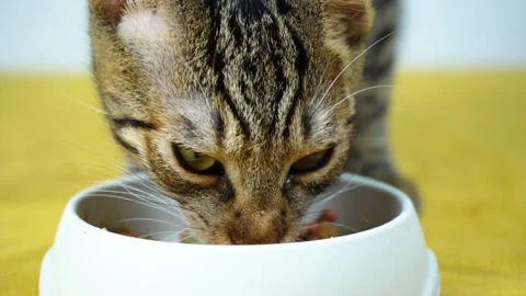 A four month old brown and black striped tabby cat eats its food Video stock 141811501
