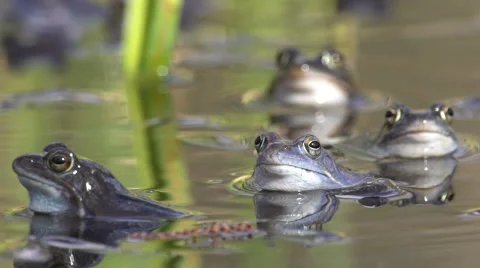 Four moor frogs close-up Stock Footage