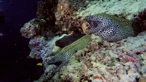 Four moray eels peep out of the hole, tree Honeycomb Moray (Gymnothorax Stock Footage 87758900