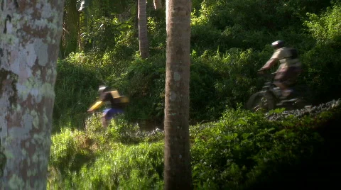 Four mountain bikers riding down a forest hill Video stock 611374