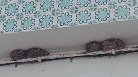 Four Mud Bird Nests Beneath Ornamental Blue Tile Cornice Stock Footage 340273553