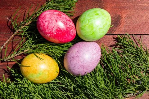 Four multicolored bright easter eggs and thuja branch Stock Photos