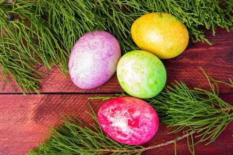 Four multicolored bright easter eggs and thuja branch Stock Photos