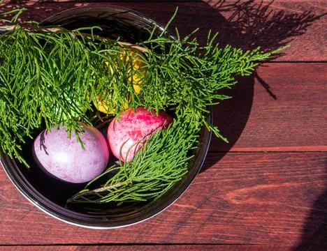 Four multicolored bright easter eggs and thuja branch Stock Photos