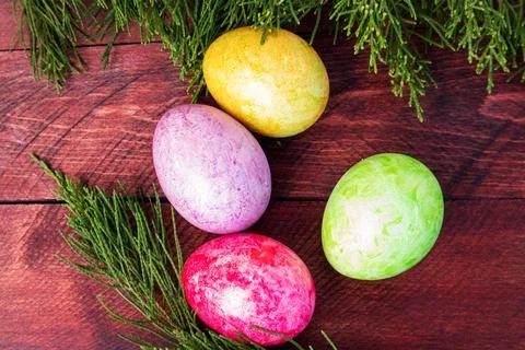 Four multicolored bright easter eggs and thuja branch Stock Photos
