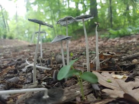 Four mushrooms stand on a forest floor in Oyster Bay, New York Stock Photos