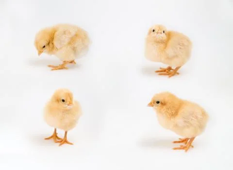 Four new yellow chicks in different poses on white Stock Photos