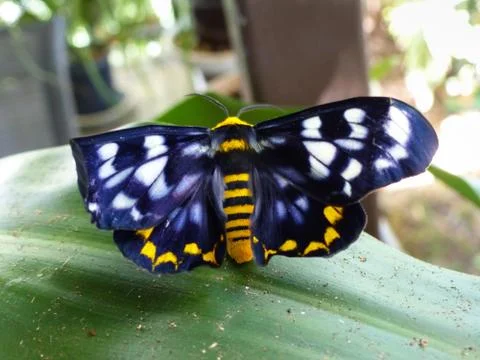 Four O'clock Moth Stock Photos