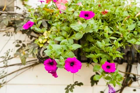 Four-o'clocks Flower Stock Photos