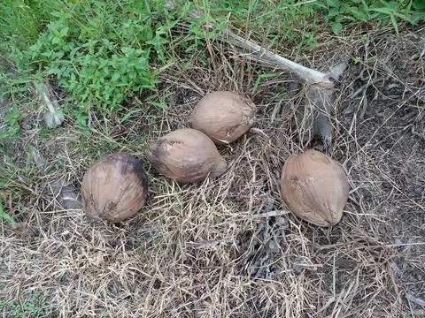 Four old weathered brown coconuts on the ground Stock Photos