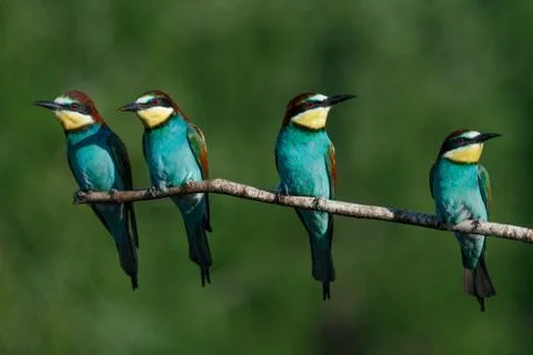 Four in one bee Eater branch Stock Photos