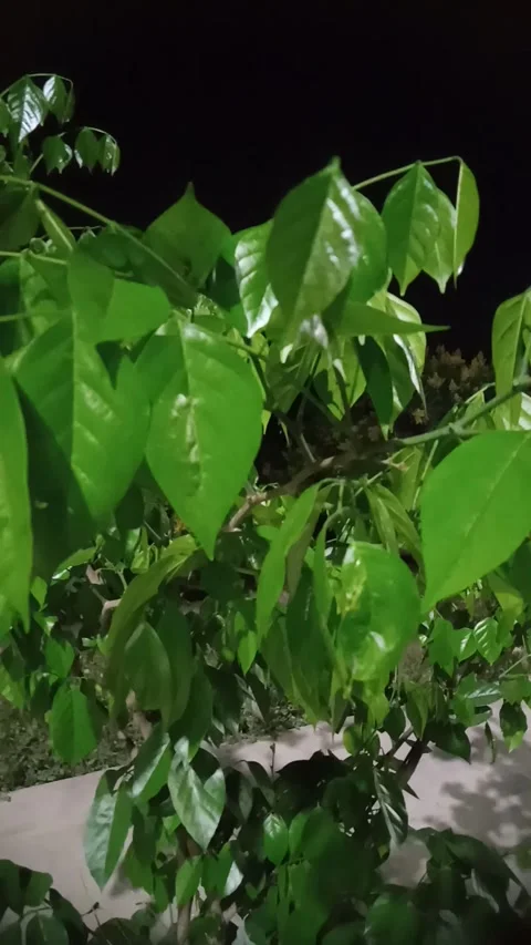 Four or five dark and green trees Stock Footage 270394629