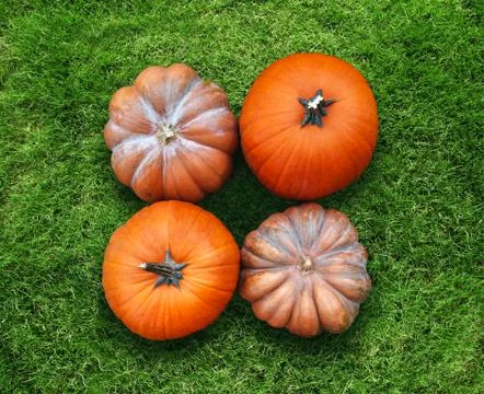 Four orange pumpkins harvest lying on green grass flat lay high angle view Stock Photos