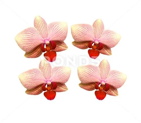 Four orchids isolated PSD Template