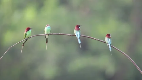Four Pacific Swallow on the branch Stock Footage 252436140
