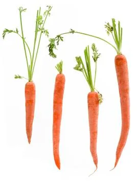 Four packed carrots Stock Photos