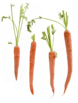 Four Packed Carrots Stock Photos