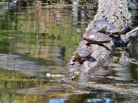 Four Painted Turtles Basking on Fallen Tree Stock Photos