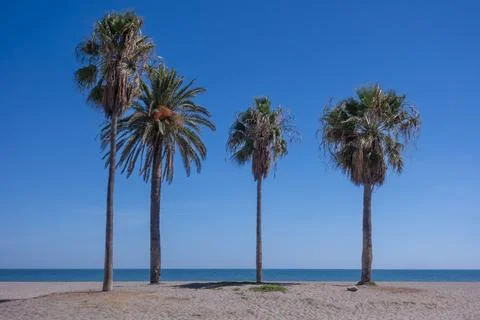 Four Palm Trees on Empty Beach with Sea Horizon Stock Photos