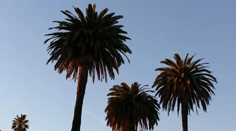 Four Palm Trees Video stock 20444588