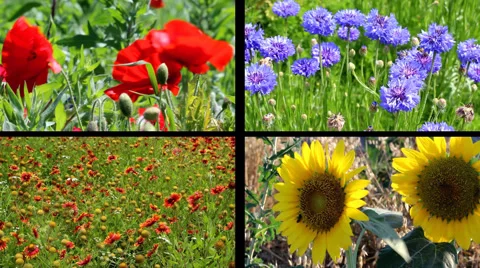 Four Panel Split Screen Video with Blooming Summer Flowers Video stock 44753263