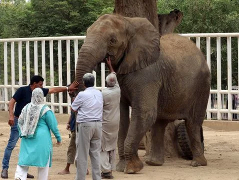 Four-paws visits ailing elephant in Karachi, Pakistan - 24 Aug 2023 스톡 사진